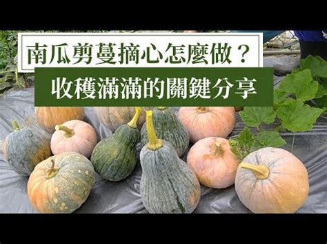 阿成南瓜摘心|南瓜剪枝剪蔓與摘心的順序和方法，讓南瓜收成一大堆 